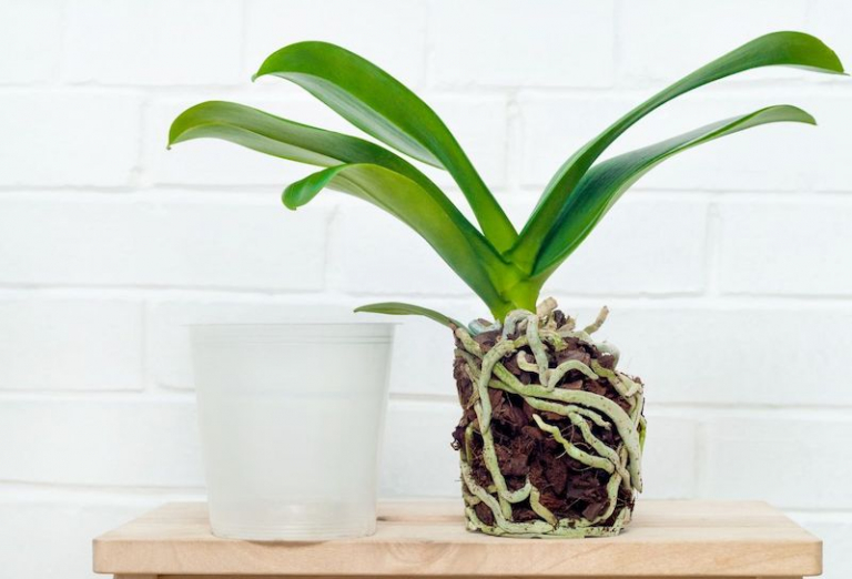 Comment Savoir Si Une Orchidée Est Morte