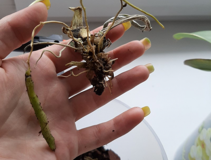 comment savoir si l'orchidée est mort orchidee morte