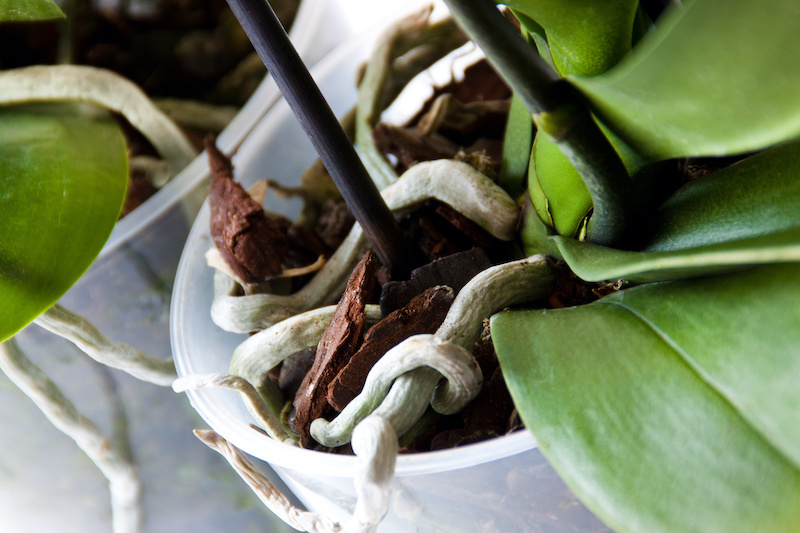 Comment faire repartir une orchidee fanee feuilles et racines aeriennes 