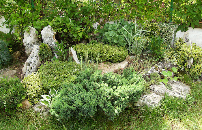 grand choix de plantes rocaille a l'ombre