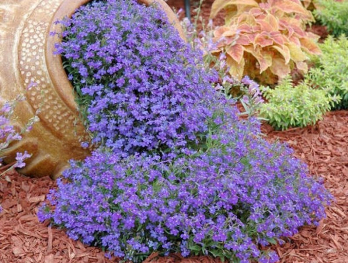 les fleurs de rocaille vivaces bleues peuvent etre mises dans un pot