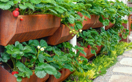 planter des fraisiers en hauteur sur des bacs en bois fruits rouges feuilles vertes