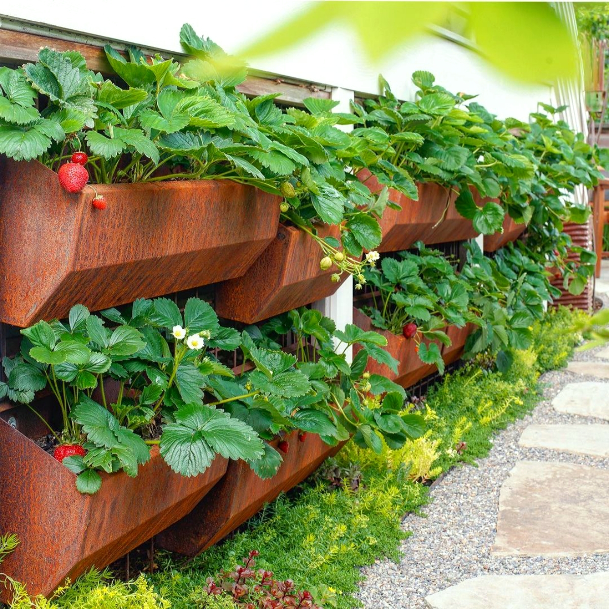 Cultiver des Fraises sur son Balcon Le Guide pour une Vraie Récolte — free download