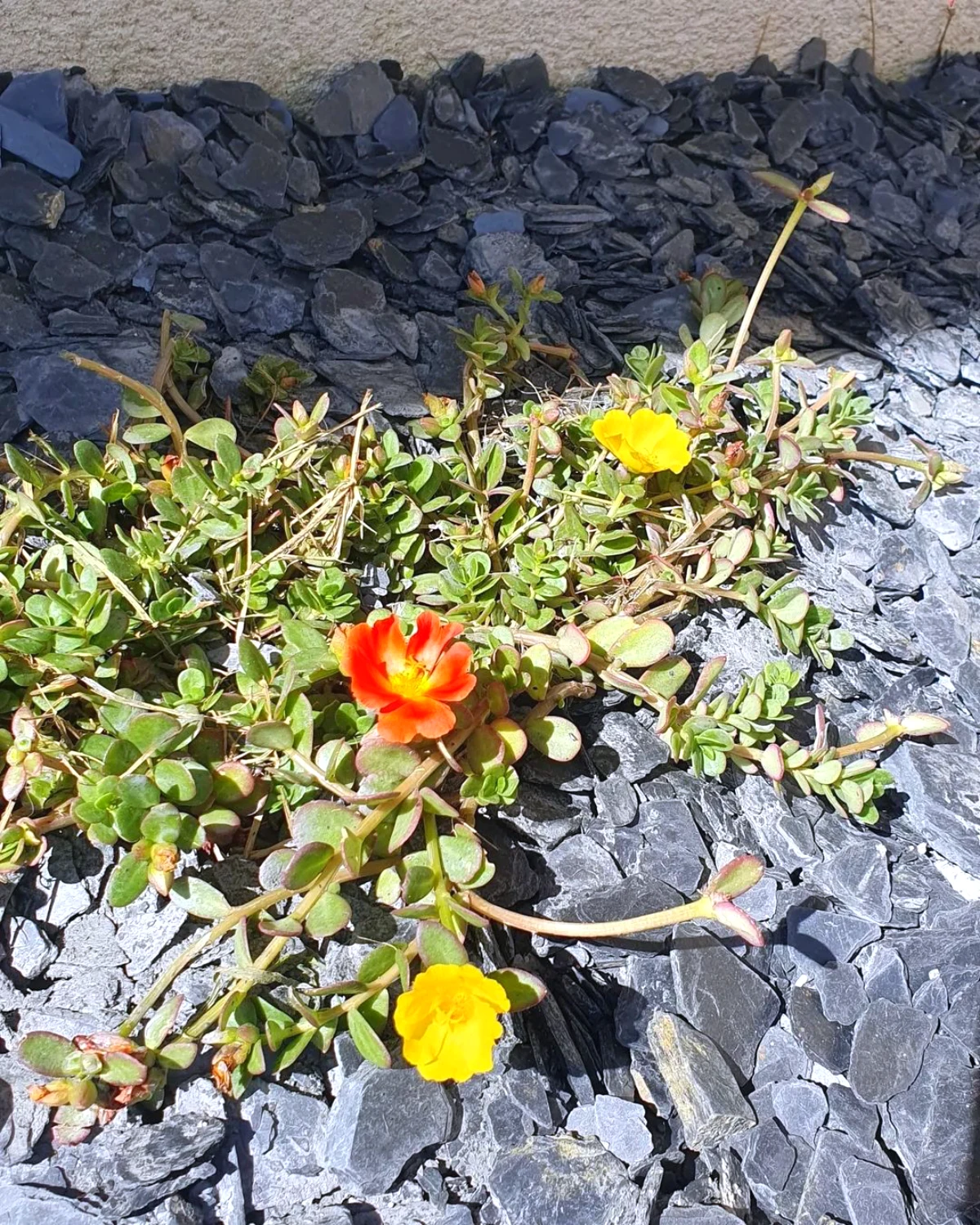 ardoise dans le jardin avec des fleurs