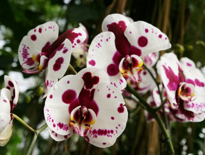 astuces comment sauver une orchidee sans produits chimiques