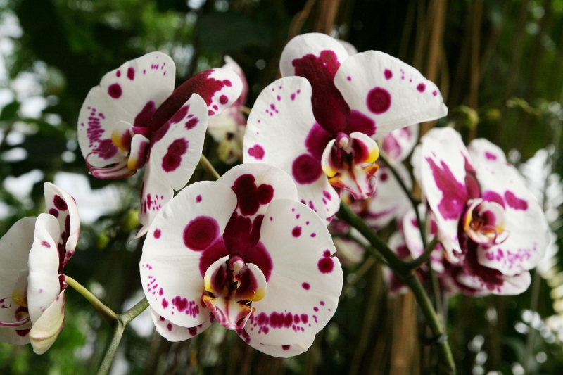 astuces comment sauver une orchidee sans produits chimiques
