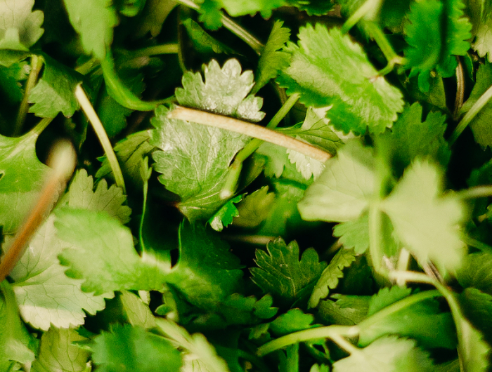 brasée de coriandre planter herbes aromatiques en pot ou en potager