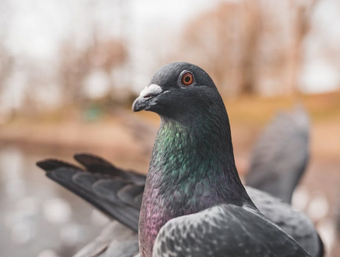 comment chasser les pigeons idées astuces protection verger printemps été