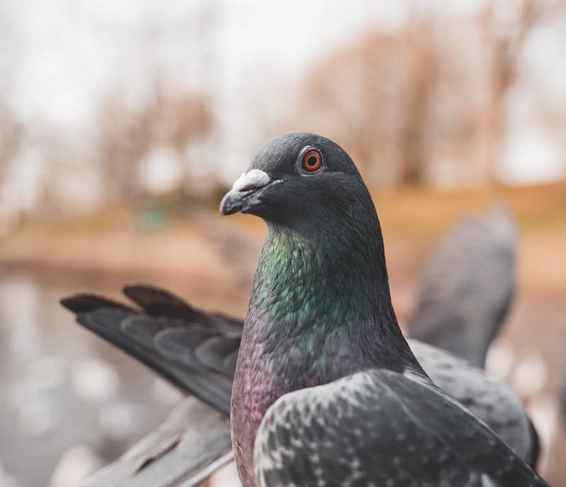 comment chasser les pigeons idées astuces protection verger printemps été