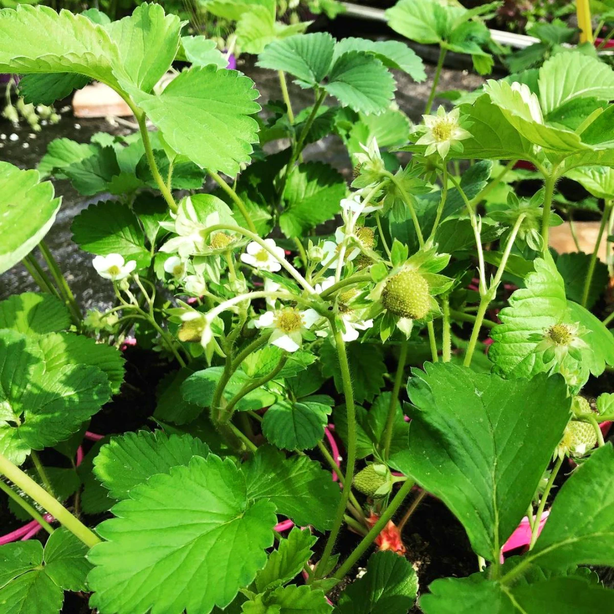 comment entretenir des fraisiers en pot feuilles vertes fleurs blanches