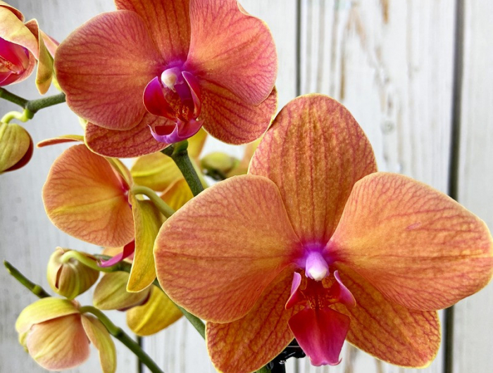 comment faire repartir une orchidée phalaenopsis