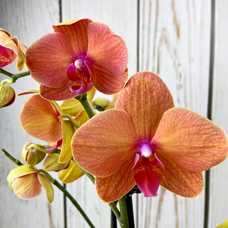 comment faire repartir une orchidée phalaenopsis
