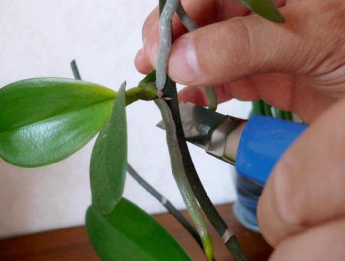 comment faire repartir une orchidée sans racine decoupage des feuilles orchidee