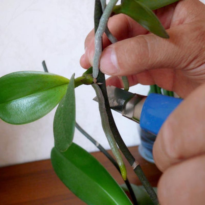 comment faire repartir une orchidée sans racine decoupage des feuilles orchidee