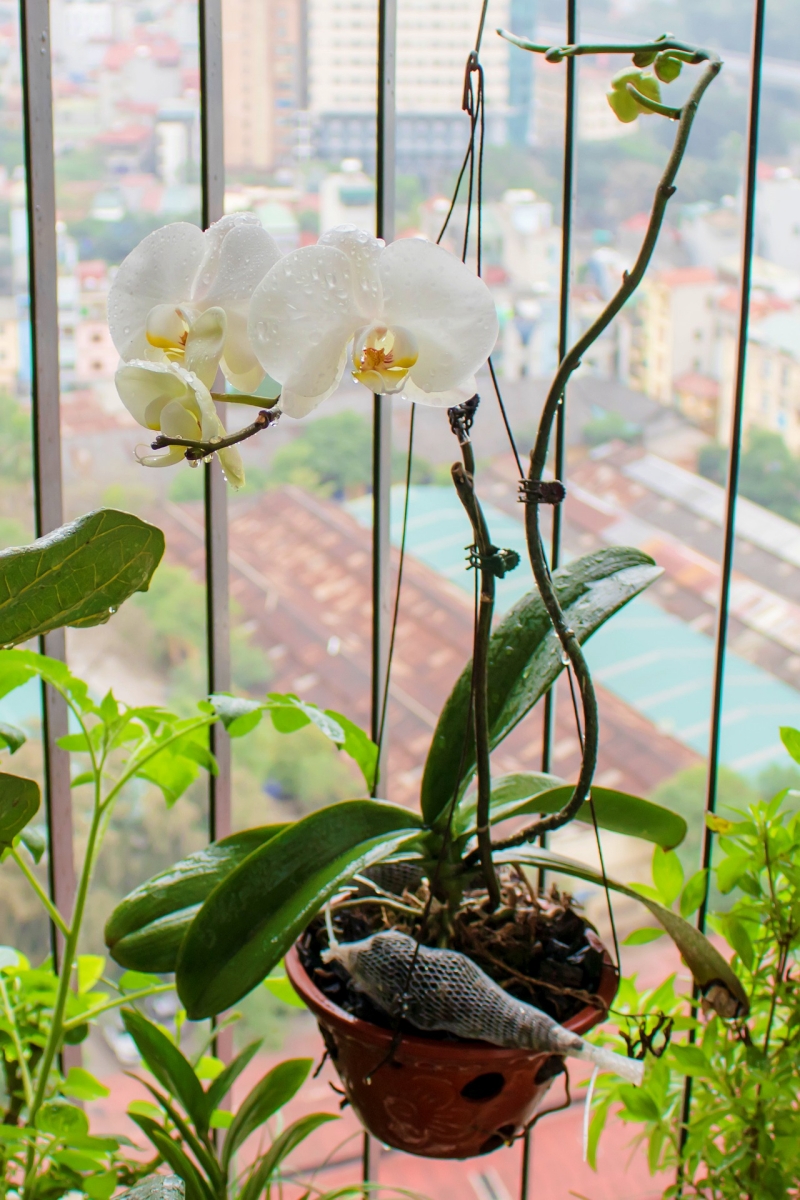 comment s occuper d une orchidee perd ses fleurs