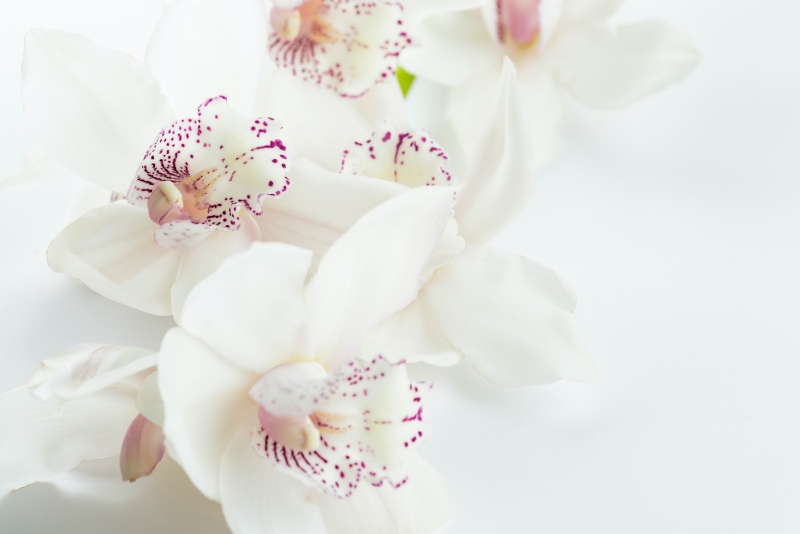 comment sauver une orchidee malade avec produits maison