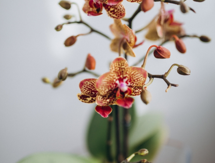 conditions arrosage orchidee en pot transparent terreau