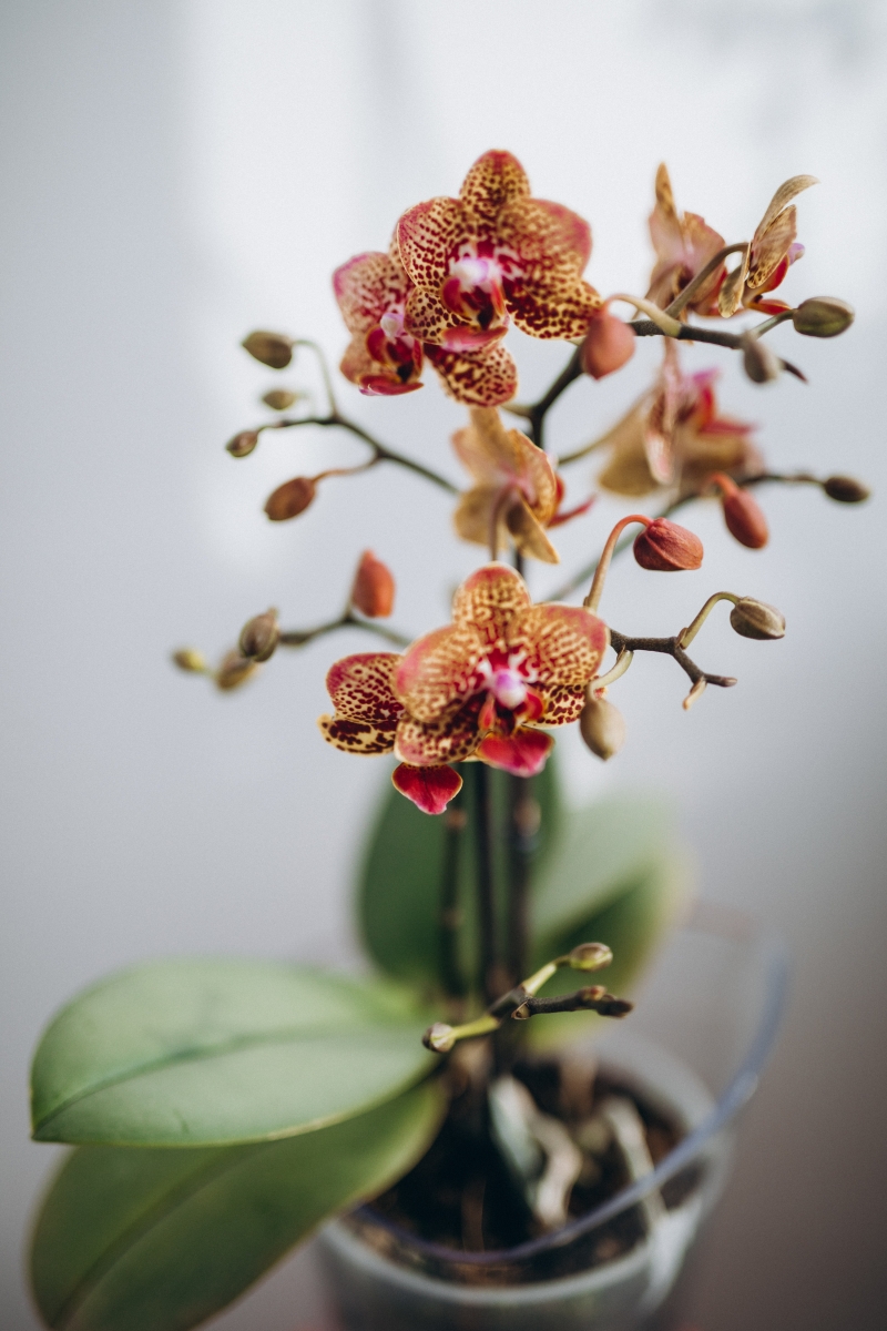 conditions arrosage orchidee en pot transparent terreau