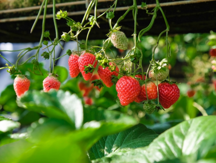culture des fraises en pot conditions lumiere soleil humidite