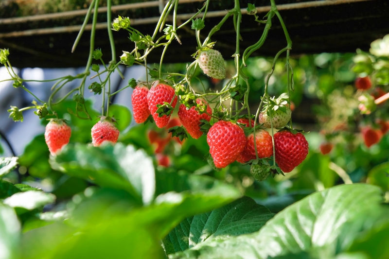 culture des fraises en pot conditions lumiere soleil humidite