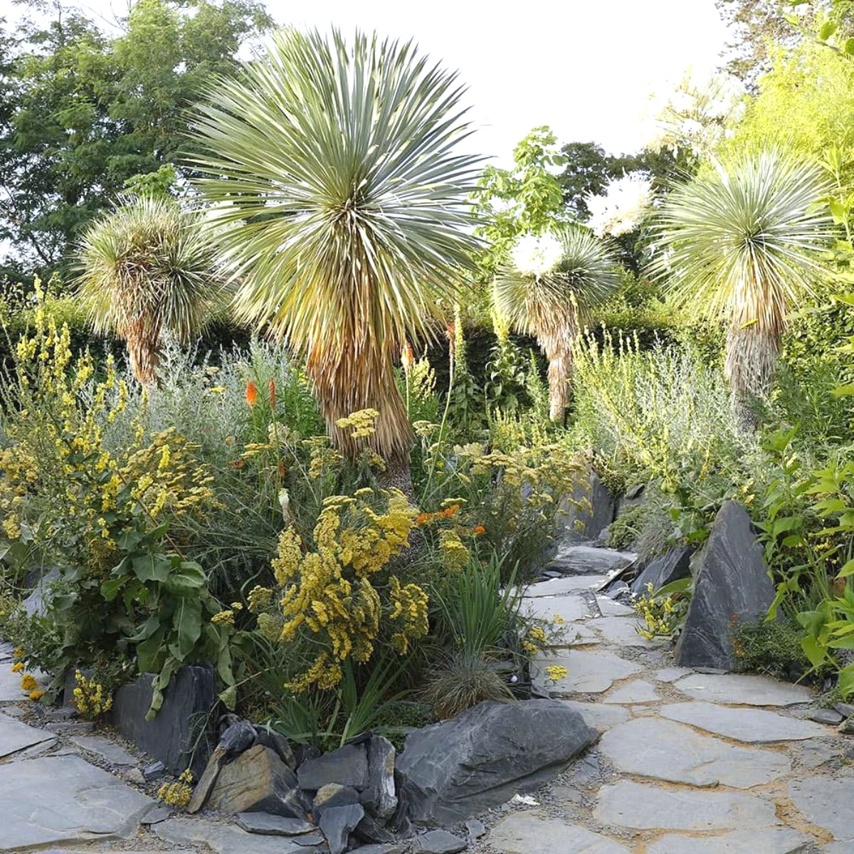 deco ardoise jardin naturelle avec des arbres et des palmiers