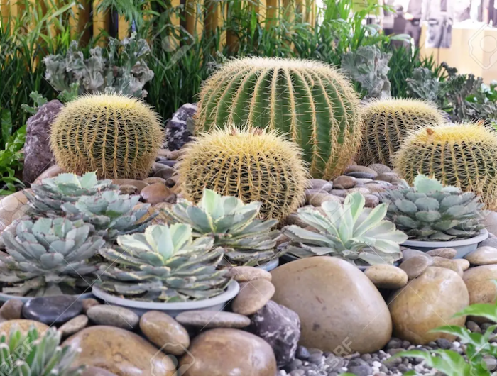 deco jardin grosse pierre et cactus