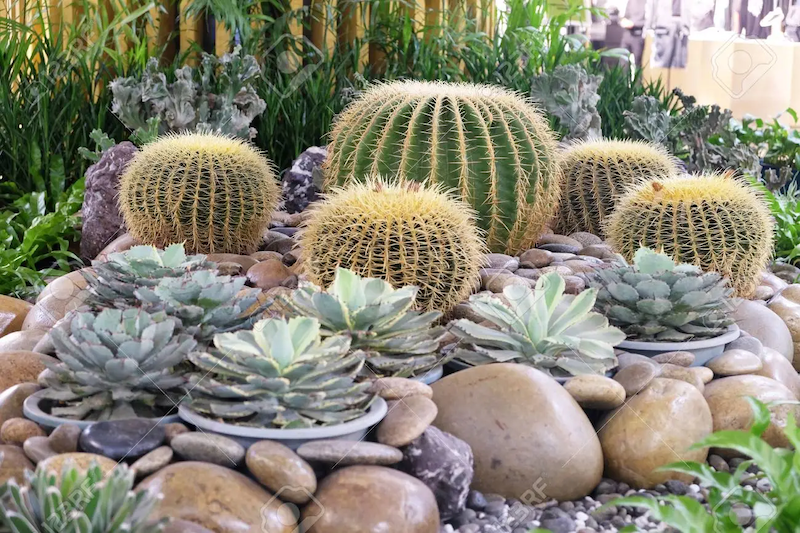 deco jardin grosse pierre et cactus