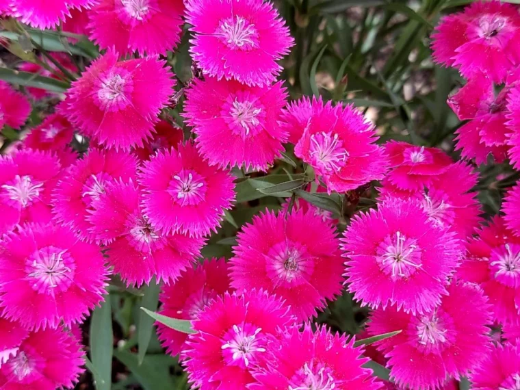 dianthus fleurs rose vive pour rocaille fleurie