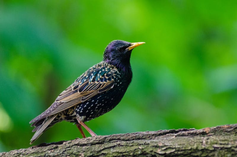 10 Trucs et Astuces pour Éloigner les Oiseaux