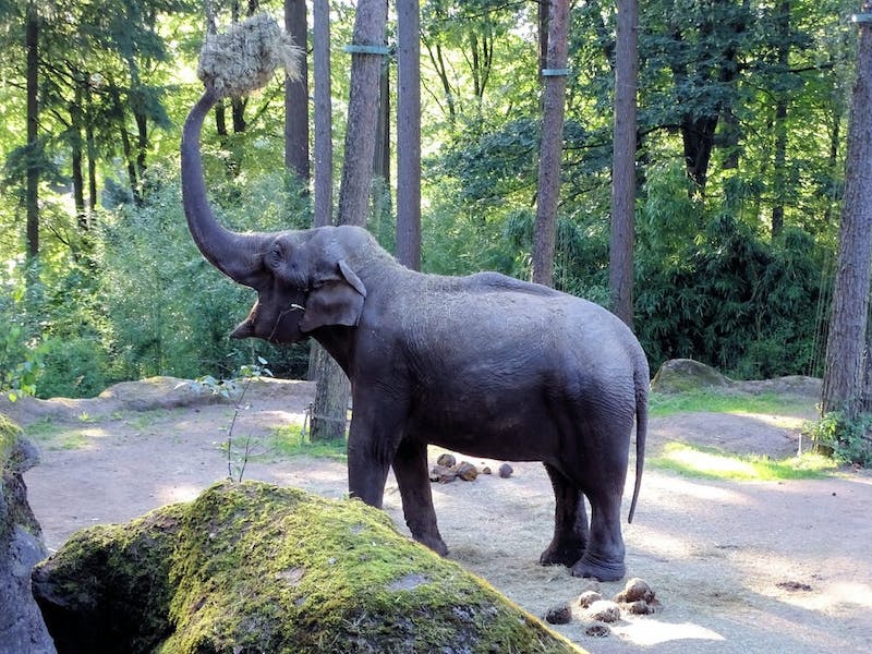 elefante quello che vedi nell'immagine test della personalità