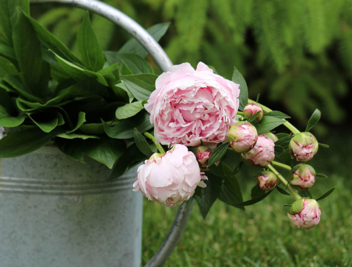 entretien des pivoines arbustives roses conseils