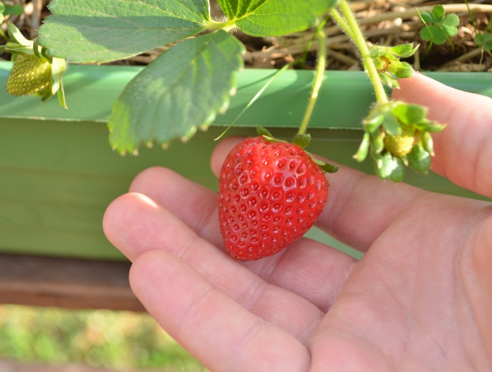 entretien fraises en pot engrais utilisation terreau soleil