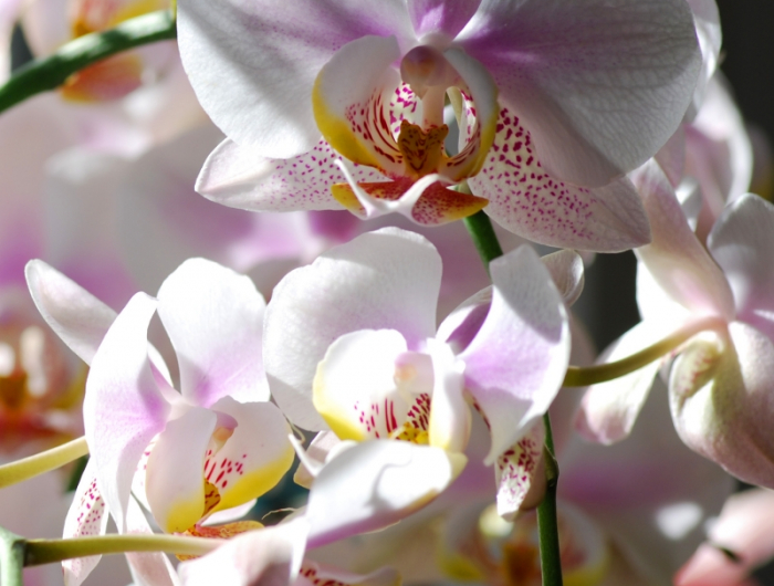 entretien orchidee en pot lumiere soleil traitement insectes