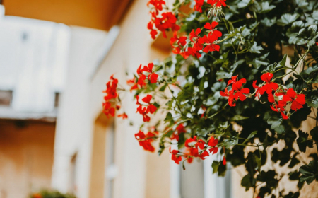 faut il tailler les geraniums avant de les rentrer conseils