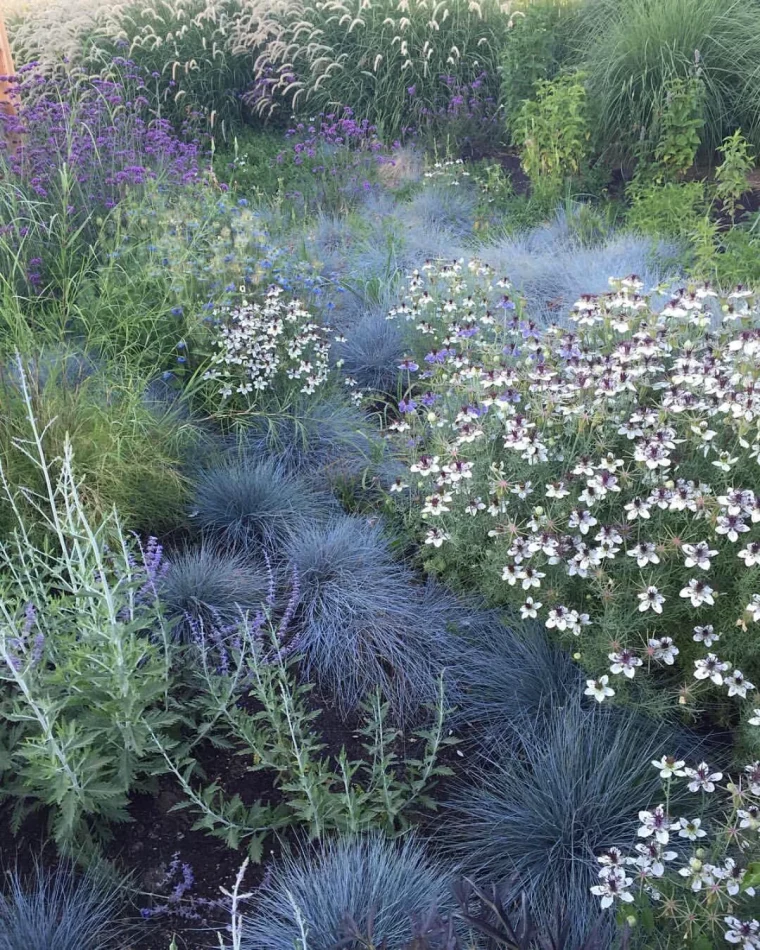 fetudique bleue herbes pour rocaille plante verte fleurs blanches