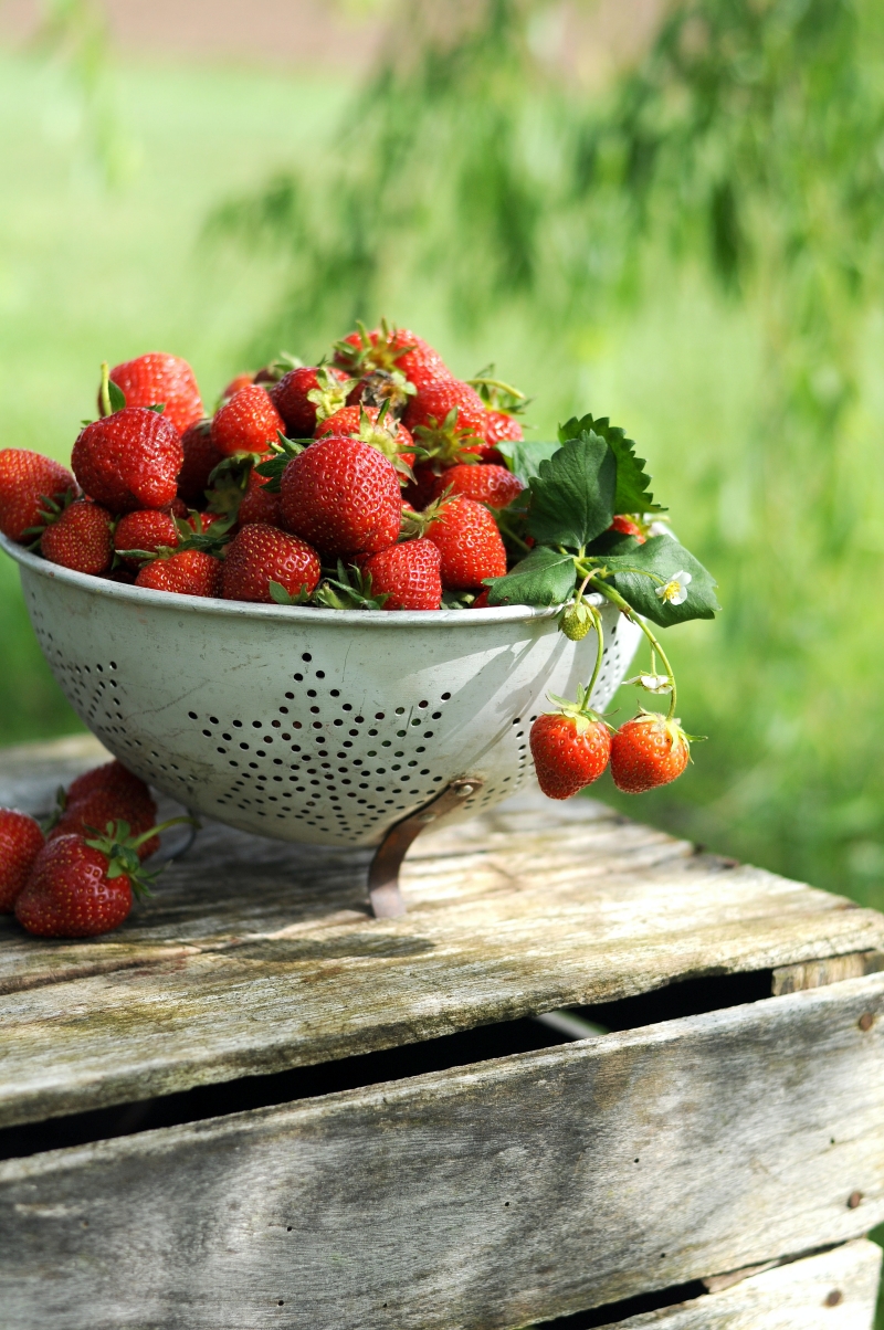 frequence quand arroser fraises en pot recolte fruits