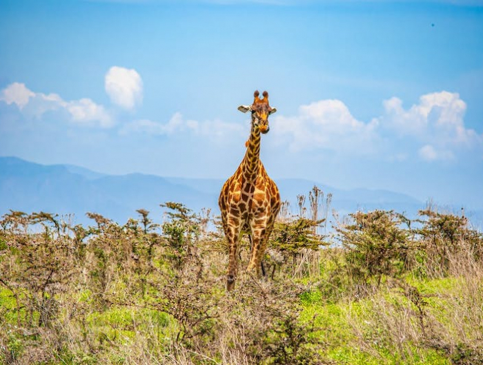 girafe quel animal vous voyez test illusion d optique psychologie
