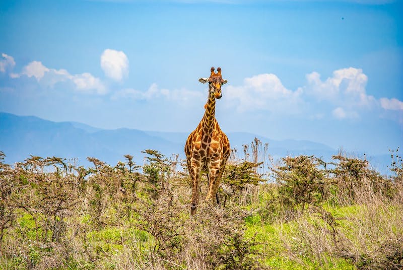 giraffa che animale vedi test di illusione ottica psicologia