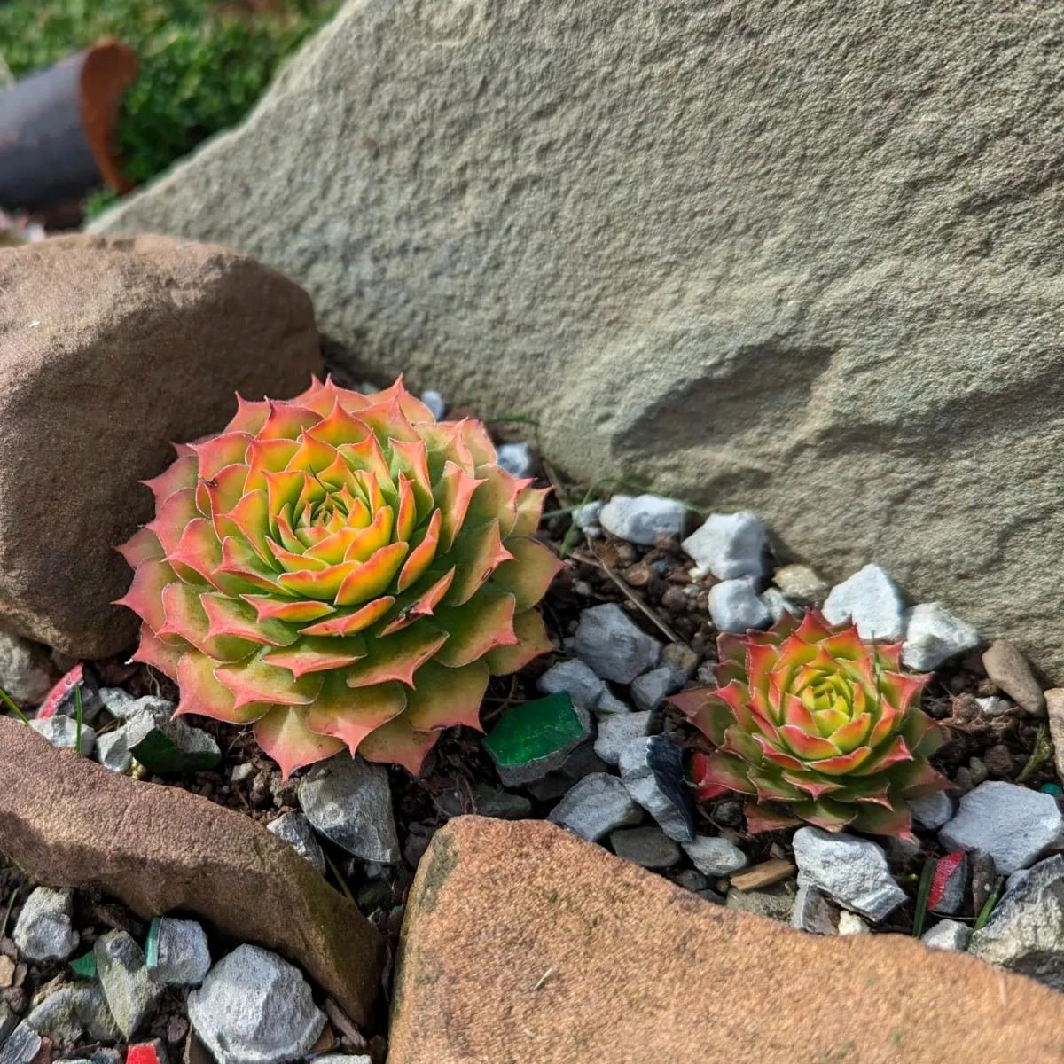 joubarbe succulente resistante soleil pour rocaille pierres fleurs