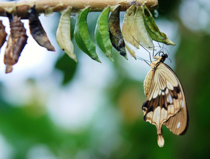 la belle transformation d'un papillon