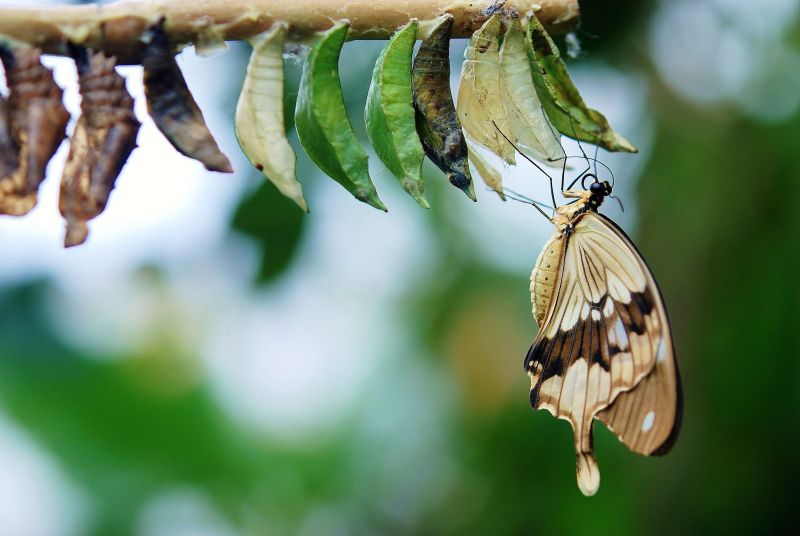 la belle transformation d'un papillon