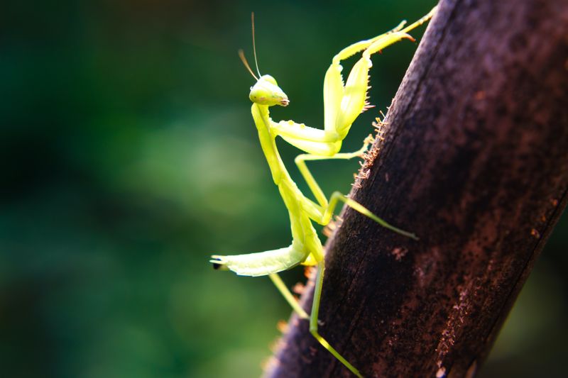 mantis on a branch in the woods