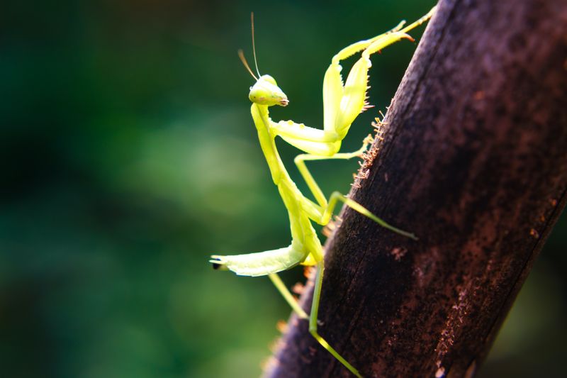 la mante religieuse sur une branche dans la foret