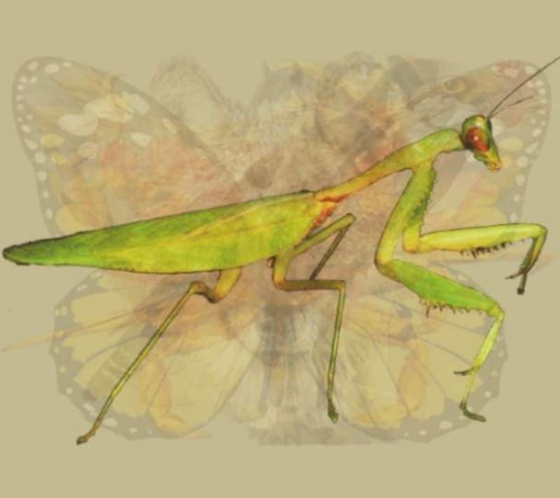 the importance of the mantis for human character