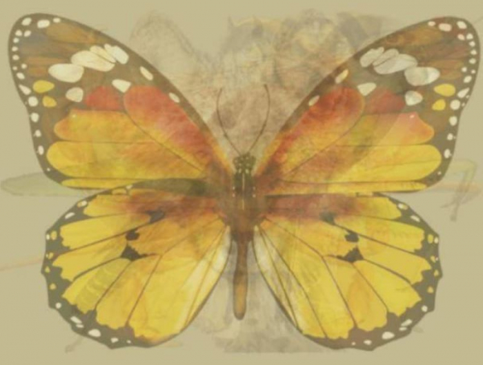 la signification du papillon pour le caractere humain