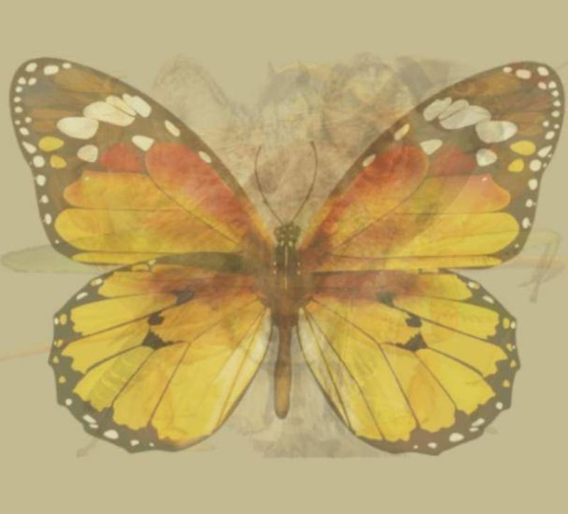 la signification du papillon pour le caractere humain