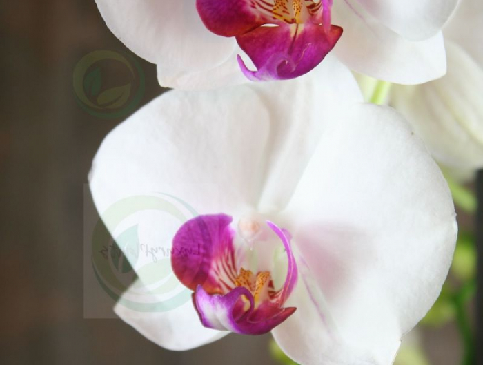 la sorte la plus facile orchidee phalaenopsis