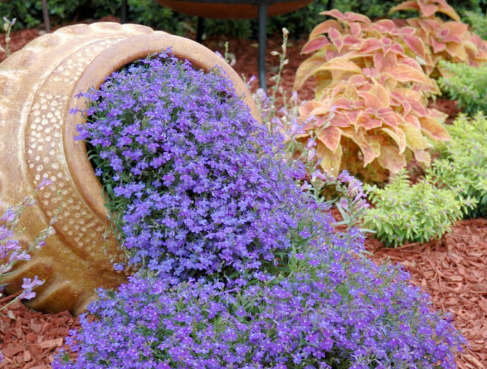 les fleurs de rocaille vivaces bleues peuvent etre mises dans un pot