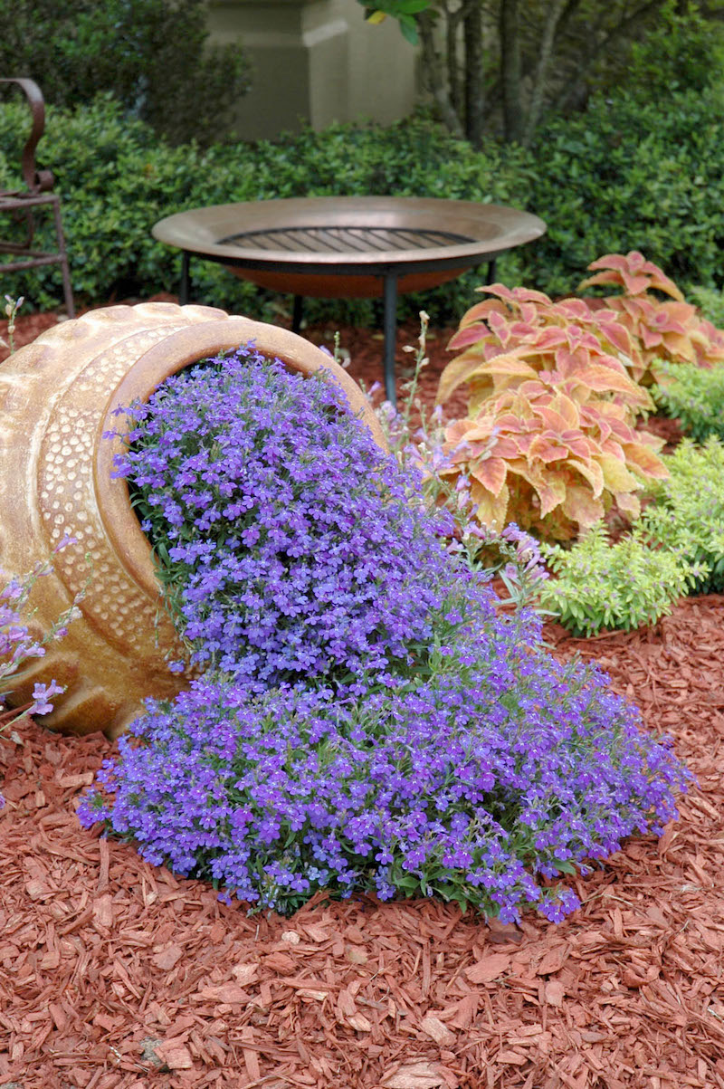 les fleurs de rocaille vivaces bleues peuvent etre mises dans un pot
