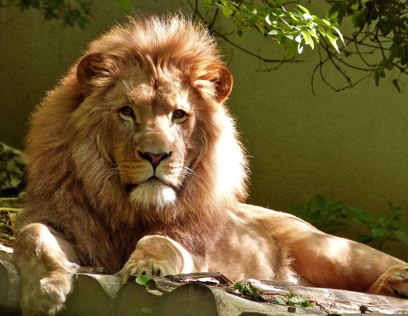leone cosa vedi nella foto test della personalità animale